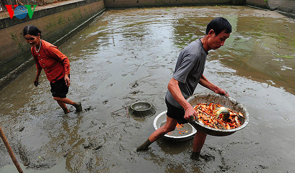 Vợ chồng ông Thú, bà Sáu tuy lớn tuổi nhưng vẫn tham gia thu hoạch cá