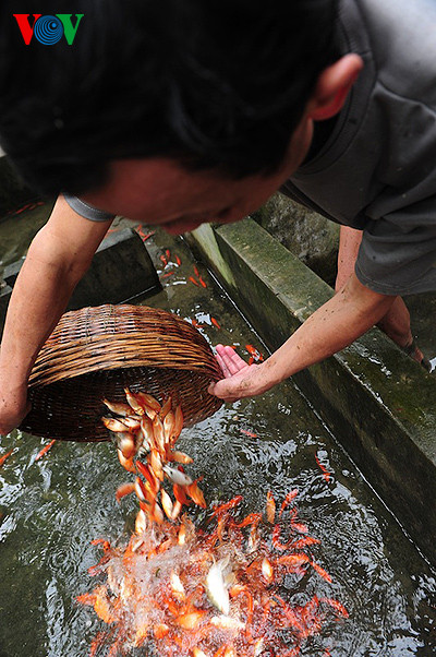 Cá sau khi bắt từ ao lên được cho vào bể nước sạch chờ thương lái tới lấy