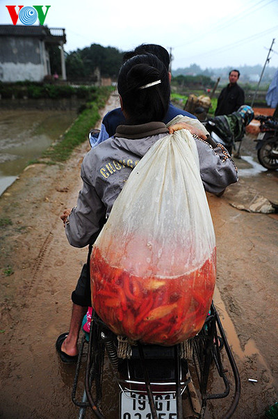 Chị Thiện, chủ 1 điểm thu mua đang bắt cá cho 1 khách hàng mua 30kg mang lên các tỉnh vùng cao. Cả làng chỉ có vài hộ thu mua tập trung, sản lượng năm nay nhà chị Thiện thu mua lên tới gần 1,6 tấn cá từ các hộ trong làng. Cá được cho nước, bọc kỹ và sục ôxy căng phồng để vận chuyển đến các tỉnh xa.