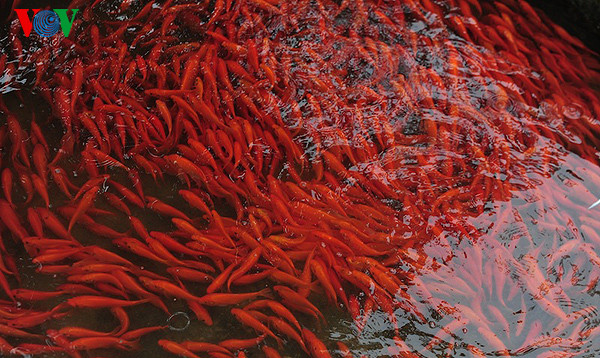 Cá tung tăng bơi lội theo dòng, mỗi lứa cá được nuôi khoảng 6 tháng