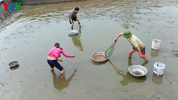 Sau khi tát cá bằng lưới, các hộ gia đình phải bơm hết nước ra ngoài, lội xuống tận nơi để vớt những con cá còn lại