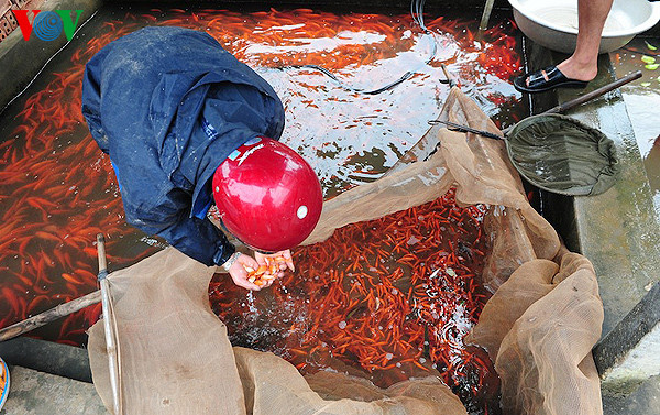Vào ngày này, các thương lái đổ từ nhiều nơi về đây bắt cá bán