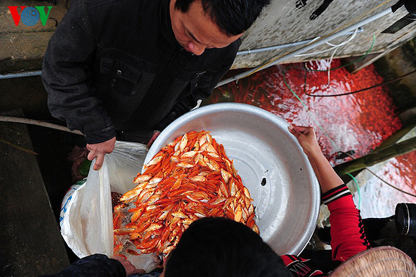 Ngoài những lúc nuôi cá chép đỏ, người dân trong làng còn nuôi cá thịt, cá làm cảnh cho các khu sinh thái, biệt thự...