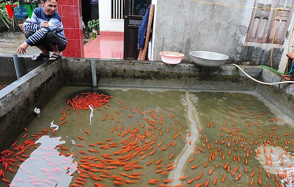 Ông Cân, nhà ở khu xóm 3 thích thú nhìn đàn cá bơi lộ