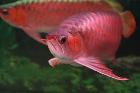 Những người chơi cá quan niệm rằng, cá rồng là biểu tượng của sự quyền quý, may mắn và thịnh vượng. Có một bể cá rồng trong nhà là có sức mạnh trấn tà ma xui rủi, đón tài lộc, phúc đức vào nhà… Những người chơi cá quan niệm rằng, cá rồng là biểu tượng của sự quyền quý, may mắn và thịnh vượng. Có một bể cá rồng trong nhà là có sức mạnh trấn tà ma xui rủi, đón tài lộc, phúc đức vào nhà…