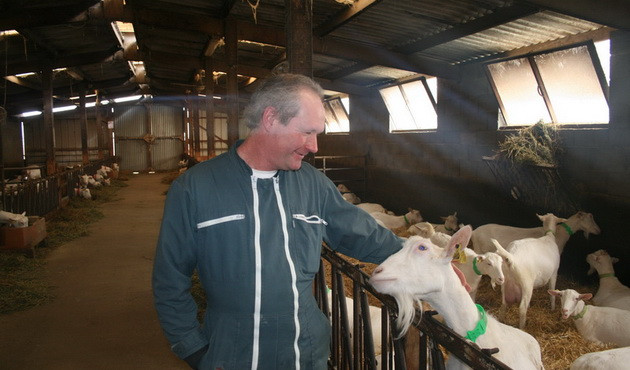 Dê Saanen rất thân thiện với con người Dê Saanen rất thân thiện với con người