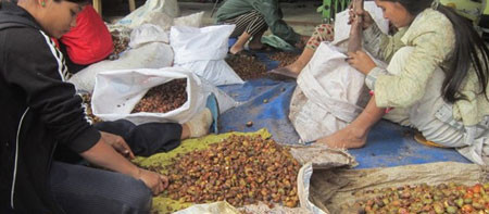 Thương lái nước ngoài gom nông sản, Bộ Công Thương nói gì? ảnh 1 Thương lái nước ngoài gom nông sản, Bộ Công Thương nói gì? ảnh 1