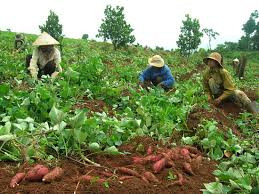Gần đây có rất nhiều đoàn thương lái (cả người Việt và người Trung Quốc) đến Hợp tác xã rau an toàn Thành Lợi ở huyện Bình Tân (Vĩnh Long) đặt hàng mua số lượng lớn lá khoai lang. Ảnh VietQ. Gần đây có rất nhiều đoàn thương lái (cả người Việt và người Trung Quốc) đến Hợp tác xã rau an toàn Thành Lợi ở huyện Bình Tân (Vĩnh Long) đặt hàng mua số lượng lớn lá khoai lang. Ảnh VietQ.