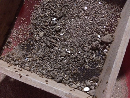 Gián đất thành phẩm có giá 175.000 đồng/kg. Gián đất thành phẩm có giá 175.000 đồng/kg.