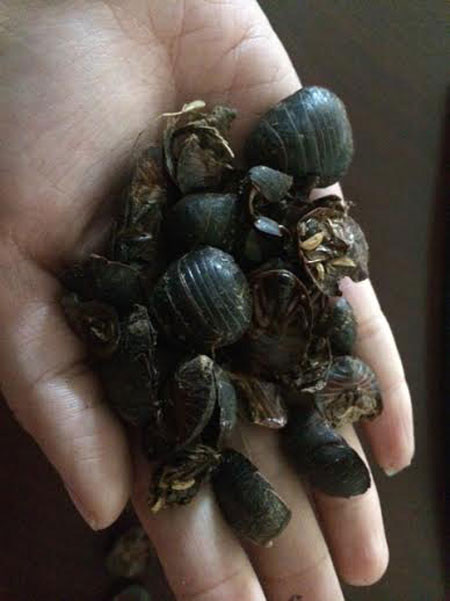 Gián đất được hơn 3 tháng tuổi tại trại nuôi của ông Nguyên. Gián đất được hơn 3 tháng tuổi tại trại nuôi của ông Nguyên.