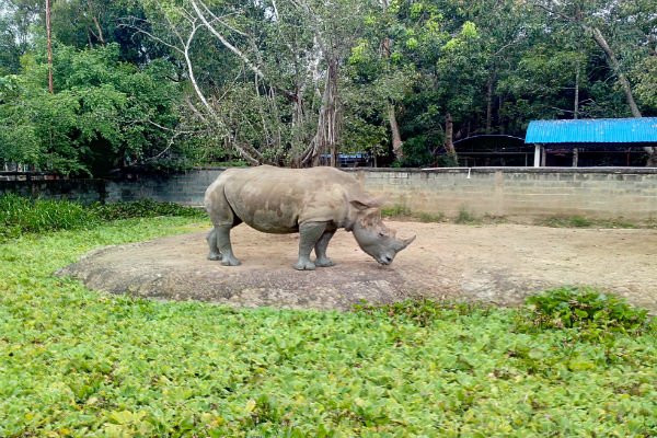 Một con tê giác Nam Phi đang nuôi ở Củ Chi, TP.HCM. Ảnh: Ngọc Hùng. Một con tê giác Nam Phi đang nuôi ở Củ Chi, TP.HCM. Ảnh: Ngọc Hùng.