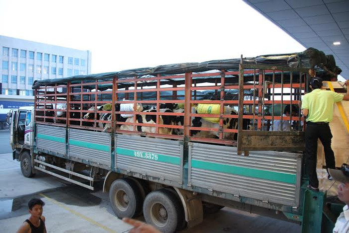 Để đảm bảo đàn bò nhập về được khỏe mạnh, sản xuất sữa có chất lượng và năng suất cao, tại trang trại Lâm Đồng, các chuyên gia sẽ thực hiện đầy đủ các biện pháp như nuôi cách ly để theo dõi đủ thời gian, sau đó mới được nhập đàn. Chuyên gia và bác sĩ thú y sẽ khám bệnh hàng ngày cho bò và theo dõi lấy mẫu sữa để kiểm tra theo đúng quy trình. Để đảm bảo đàn bò nhập về được khỏe mạnh, sản xuất sữa có chất lượng và năng suất cao, tại trang trại Lâm Đồng, các chuyên gia sẽ thực hiện đầy đủ các biện pháp như nuôi cách ly để theo dõi đủ thời gian, sau đó mới được nhập đàn. Chuyên gia và bác sĩ thú y sẽ khám bệnh hàng ngày cho bò và theo dõi lấy mẫu sữa để kiểm tra theo đúng quy trình.