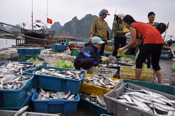 Thứ trưởng giải đáp về hiện tượng hải sản chết hàng loạt tại miền Trung ảnh 2