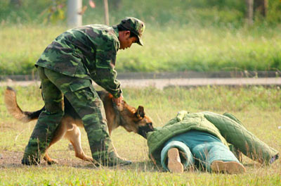 "Vũ khí đặc biệt" thực hiện những cú cắn vào chỗ hiểm tội phạm... "Vũ khí đặc biệt" thực hiện những cú cắn vào chỗ hiểm tội phạm...