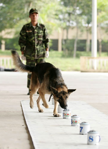 Trong bài tập nhận biết mùi hơi, mỗi chiếc ca chứa 2 chiếc khăn, có mùi hơi của 1 người. Sau khi huấn luyện viên lấy 1 chiếc đưa lên mũi chú chó, nó sẽ tìm kiếm mùi hơi trong các ca được đánh số. Trong bài tập nhận biết mùi hơi, mỗi chiếc ca chứa 2 chiếc khăn, có mùi hơi của 1 người. Sau khi huấn luyện viên lấy 1 chiếc đưa lên mũi chú chó, nó sẽ tìm kiếm mùi hơi trong các ca được đánh số.