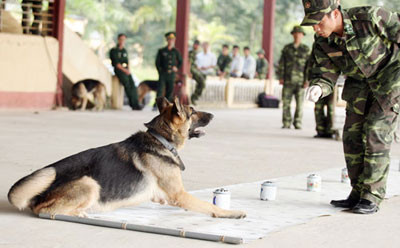 Khi đánh hơi được đúng chiếc ca có mẫu hơi chú chó kêu to báo hiệu cho chủ. Trong lần tìm kiếm cứu nạn vụ sập núi đá ở Bản Vẽ, chó nghiệp vụ đã phát hiện được thi thể bị vùi lấp ở độ sâu 13m. Khi đánh hơi được đúng chiếc ca có mẫu hơi chú chó kêu to báo hiệu cho chủ. Trong lần tìm kiếm cứu nạn vụ sập núi đá ở Bản Vẽ, chó nghiệp vụ đã phát hiện được thi thể bị vùi lấp ở độ sâu 13m.