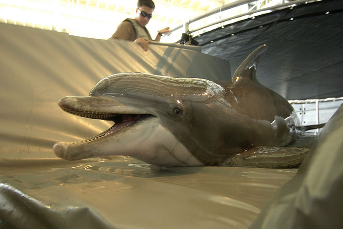 Hải quân Mỹ huấn luyện cá heo Hải quân Mỹ huấn luyện cá heo