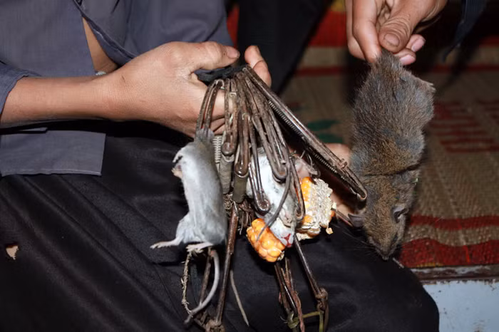 Để bắt được những con chuột như này, các em phải mang bẫy ra đặt ở ngoài nương từ tối hôm trước. Kể cả những con chuột bé bắt được các em cũng mang về làm thức ăn.