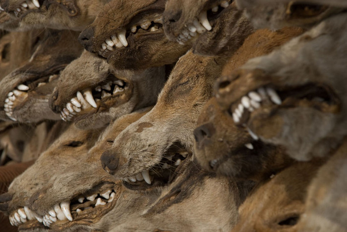 Khu chợ kinh khủng nhất trên trái đất phải kể đến đó là chợ tà thuật ở Lome, Togo. Tại đây, hàng ngàn xác thú vật chết được bán để dùng cho các nghi thức tôn giáo và chữa bệnh. Ảnh: Jorgen Tharaldsen. Khu chợ kinh khủng nhất trên trái đất phải kể đến đó là chợ tà thuật ở Lome, Togo. Tại đây, hàng ngàn xác thú vật chết được bán để dùng cho các nghi thức tôn giáo và chữa bệnh. Ảnh: Jorgen Tharaldsen.