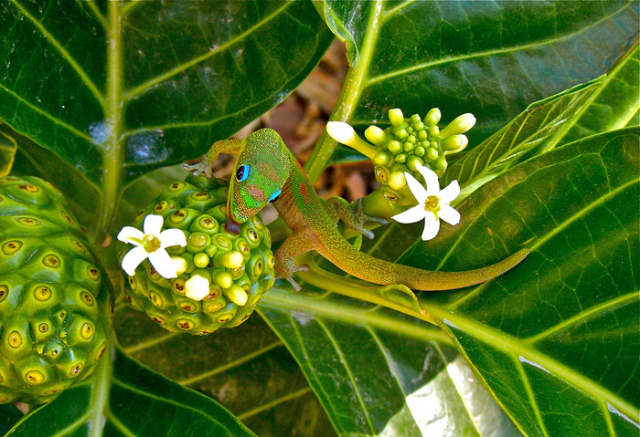 NONI NECTAR FOR GREEN GECKO: Một con tắc kè Madagascar Gold Dust Day Gecko liếm mật từ quả cây Noni ở Kailua, Hawaii. Ảnh được chụp bởi Chandra S Sherin, khu resort làng Kona, Kailua – Kona, Hawaii, tháng 08/2010. NONI NECTAR FOR GREEN GECKO: Một con tắc kè Madagascar Gold Dust Day Gecko liếm mật từ quả cây Noni ở Kailua, Hawaii. Ảnh được chụp bởi Chandra S Sherin, khu resort làng Kona, Kailua – Kona, Hawaii, tháng 08/2010.