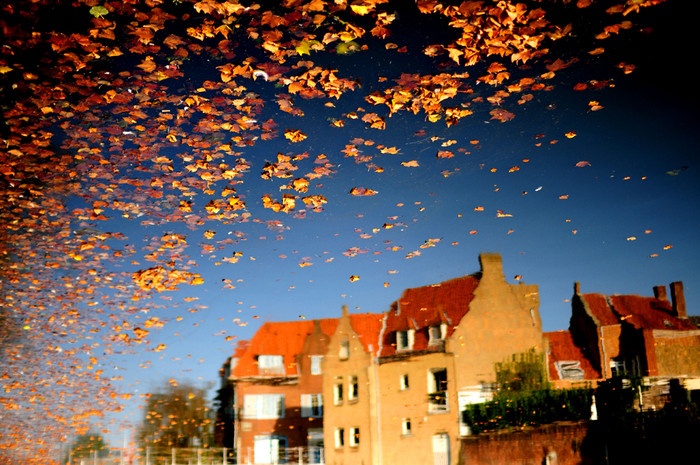 FALLING LEAVES: Bức ảnh này được chụp bởi Mandy Michels, ở Bruges, Bỉ, tháng 09/2011. FALLING LEAVES: Bức ảnh này được chụp bởi Mandy Michels, ở Bruges, Bỉ, tháng 09/2011.