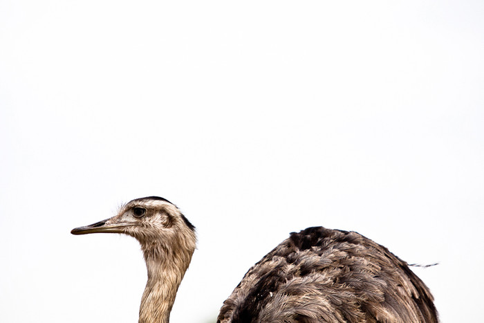 RHEA’S PORTRAIT: Chân dung của một chú đà điểu Mỹ ở Pantanal, Brazil, chụp vào một ngày nhiều mây của tay máy Simony Blanco. RHEA’S PORTRAIT: Chân dung của một chú đà điểu Mỹ ở Pantanal, Brazil, chụp vào một ngày nhiều mây của tay máy Simony Blanco.