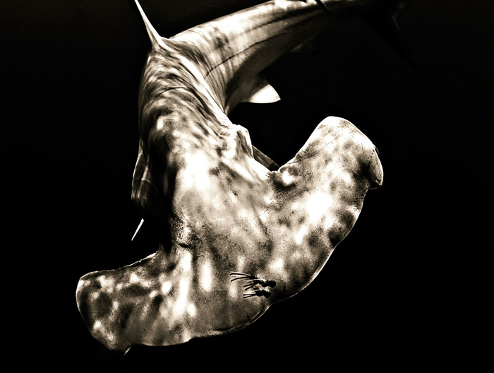 NIGHT TIME HAMMERHEAD: Một chú cá nhám búa trong bóng tối. Ảnh chụp bởi Raul Boesel ở Cat Key, Bahamas. NIGHT TIME HAMMERHEAD: Một chú cá nhám búa trong bóng tối. Ảnh chụp bởi Raul Boesel ở Cat Key, Bahamas.