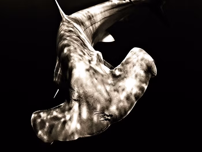 NIGHT TIME HAMMERHEAD: Một chú cá nhám búa trong bóng tối. Ảnh chụp bởi Raul Boesel ở Cat Key, Bahamas.