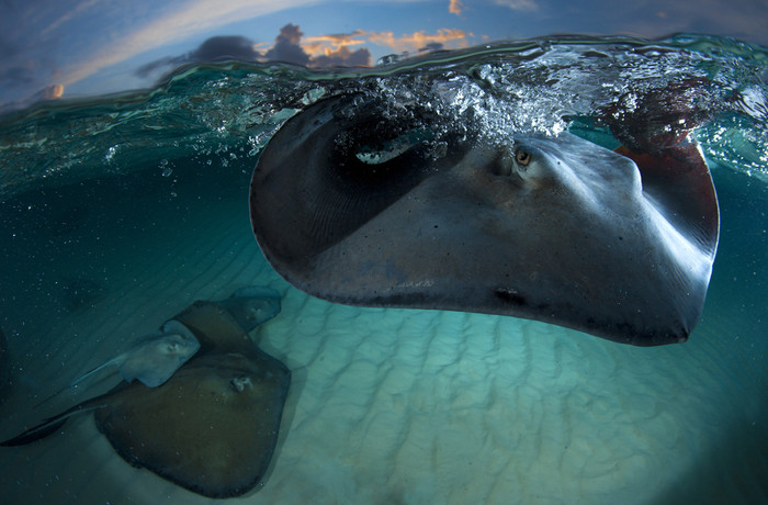 STINGRAY: Bức ảnh này được chụp ở Sandbar, Grand Cayman. Loài cá đuối này bơi vòng quanh du khách và họ có thể chạm tay vào chúng. STINGRAY: Bức ảnh này được chụp ở Sandbar, Grand Cayman. Loài cá đuối này bơi vòng quanh du khách và họ có thể chạm tay vào chúng.