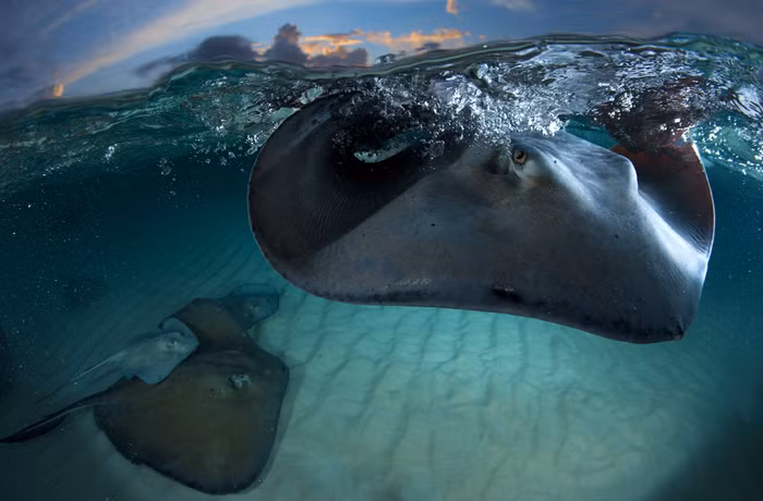 STINGRAY: Bức ảnh này được chụp ở Sandbar, Grand Cayman. Loài cá đuối này bơi vòng quanh du khách và họ có thể chạm tay vào chúng.