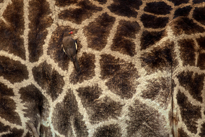 OXPECKER’S PUZZLE: Một chú chim Oxpecker bám trên thân của con hưu cao cổ. Ảnh chụp bởi Benjamin Bronselaer, Nam Phi. OXPECKER’S PUZZLE: Một chú chim Oxpecker bám trên thân của con hưu cao cổ. Ảnh chụp bởi Benjamin Bronselaer, Nam Phi.