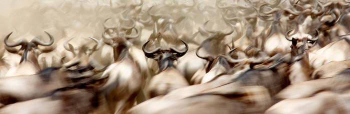 WILDEBEEST CROSSING: Bức ảnh đẹp về loài linh dương wildebeest, ở Masai Mara, Kenya, chụp bởi Samantha Gargour. WILDEBEEST CROSSING: Bức ảnh đẹp về loài linh dương wildebeest, ở Masai Mara, Kenya, chụp bởi Samantha Gargour.