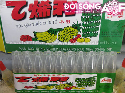 Loại thuốc "Thúc chín tố" mà chị Chung nhắc đến, để mua nó chúng tôi phải nhờ một số người nông dân "quen mặt" tại khu vực Xuân Mai (Chương Mỹ, Hà Nội). Loại thuốc "Thúc chín tố" mà chị Chung nhắc đến, để mua nó chúng tôi phải nhờ một số người nông dân "quen mặt" tại khu vực Xuân Mai (Chương Mỹ, Hà Nội).