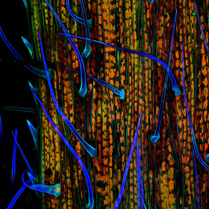 Những phiến lá cỏ ở độ phóng đại 200x qua bức ảnh của tiến sĩ Donna Stolz đến từ đại học Pittsburgh. Những phiến lá cỏ ở độ phóng đại 200x qua bức ảnh của tiến sĩ Donna Stolz đến từ đại học Pittsburgh.