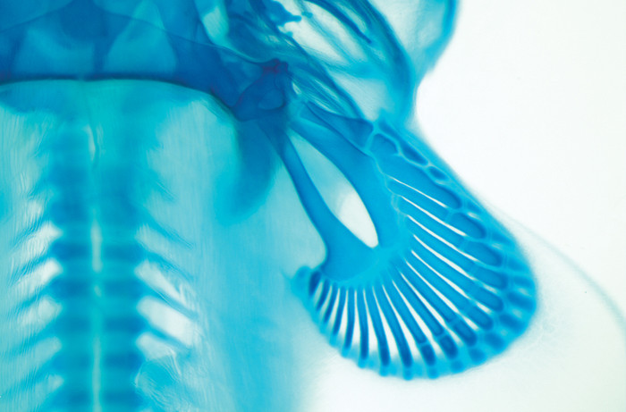 Vây ngực của một bào thai cá mập được chụp lại bởi giáo sư Andrew Gillis, đến từ trường đại học Cambridge, Anh Vây ngực của một bào thai cá mập được chụp lại bởi giáo sư Andrew Gillis, đến từ trường đại học Cambridge, Anh