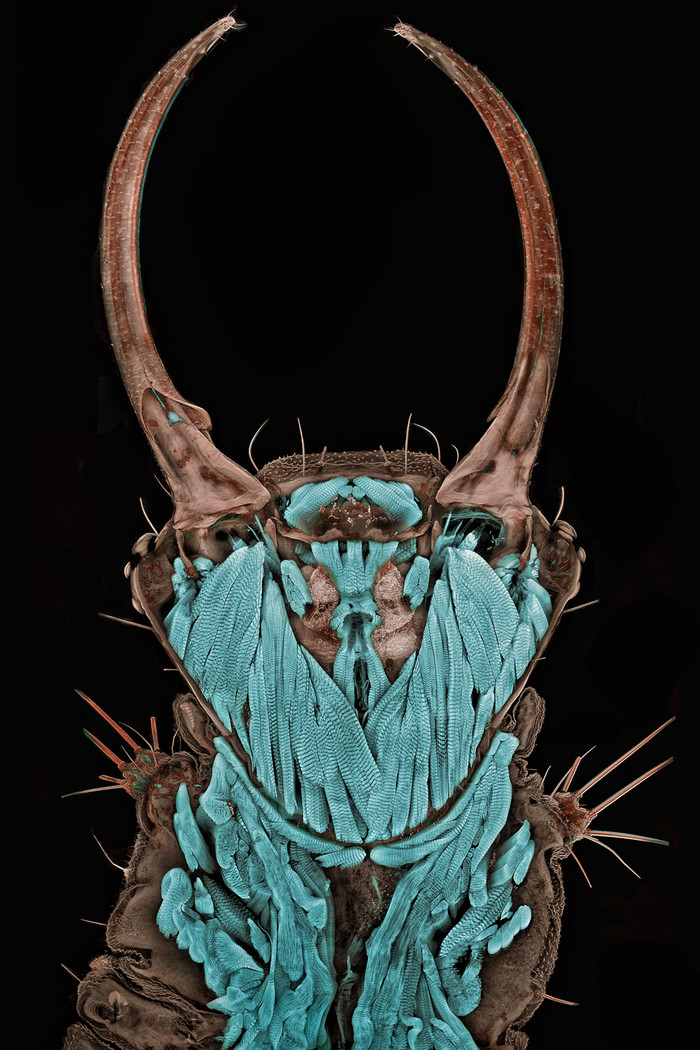 Tiến sĩ Igor Siwanowicz đến từ viện sinh học thần kinh Max Planck, Martinsried, Đức chụp bức ảnh chân dung của ấu trùng Chrysopa sp. với độ phóng đại 20x. Tiến sĩ Igor Siwanowicz đến từ viện sinh học thần kinh Max Planck, Martinsried, Đức chụp bức ảnh chân dung của ấu trùng Chrysopa sp. với độ phóng đại 20x.