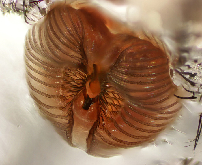 Miệng của một loài ruồi thông thường được chụp bởi giáo sư Havi Sarfaty, Israel. Miệng của một loài ruồi thông thường được chụp bởi giáo sư Havi Sarfaty, Israel.