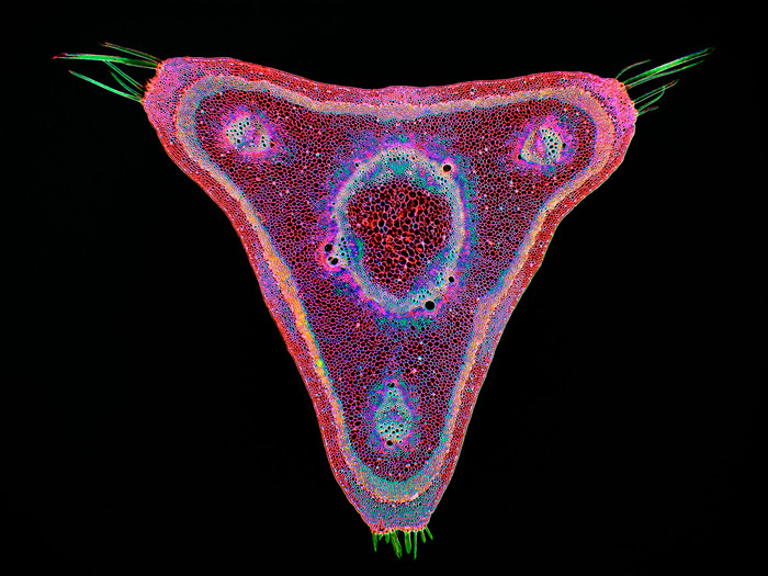 Ảnh chụp mặt cắt ngang của một loại nho độc (Chondrodendron tomentosum), phóng đại lên 45 lần, do giáo sư Stephen S. Nagy thực hiện. Ảnh chụp mặt cắt ngang của một loại nho độc (Chondrodendron tomentosum), phóng đại lên 45 lần, do giáo sư Stephen S. Nagy thực hiện.