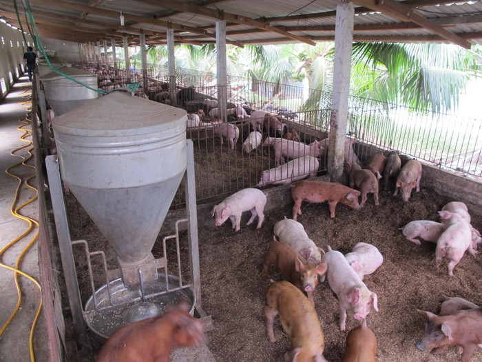 Hệ thống chuồng sử dụng đệm lót sinh học giúp heo con giảm stress khi tách mẹ Hệ thống chuồng sử dụng đệm lót sinh học giúp heo con giảm stress khi tách mẹ