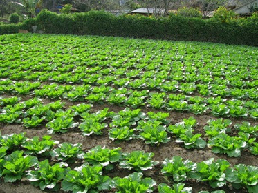 Nhiều người lo ngại rau trồng theo phương pháp truyền thống như thế này không đảm bảo an toàn VSTP vì sử dụng nhiều loại thuốc trừ sâu và phân hóa học. Ảnh minh họa. Nhiều người lo ngại rau trồng theo phương pháp truyền thống như thế này không đảm bảo an toàn VSTP vì sử dụng nhiều loại thuốc trừ sâu và phân hóa học. Ảnh minh họa.