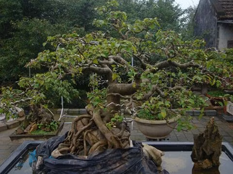 Ở Nam Điền, điểm khác biệt so với các làng quê khác là đường làng rất rộng. Các loại ô tô, xe tải trọng cỡ lớn đều có thể vào được từng ngõ ngách để tiện cho du khách đi lại thăm quan, và để thuận tiện cho việc vận chuyển. Trong ảnh là cây sung cảnh có giá hàng trăm triệu đồng. Ở Nam Điền, điểm khác biệt so với các làng quê khác là đường làng rất rộng. Các loại ô tô, xe tải trọng cỡ lớn đều có thể vào được từng ngõ ngách để tiện cho du khách đi lại thăm quan, và để thuận tiện cho việc vận chuyển. Trong ảnh là cây sung cảnh có giá hàng trăm triệu đồng.