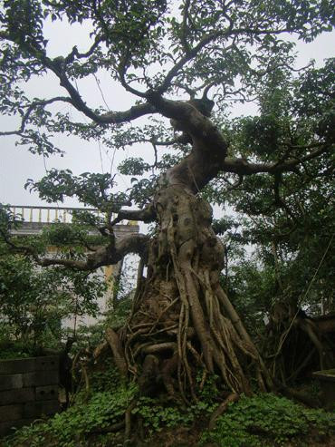 Một cây này có thể đổi lấy vài chục cây vàng Một cây này có thể đổi lấy vài chục cây vàng
