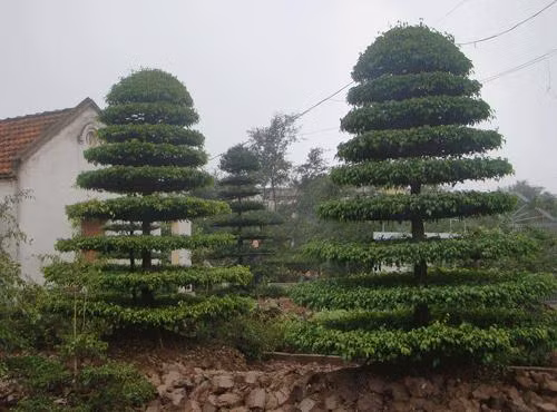 Đôi xanh 9 tầng khá được ưa chuộng