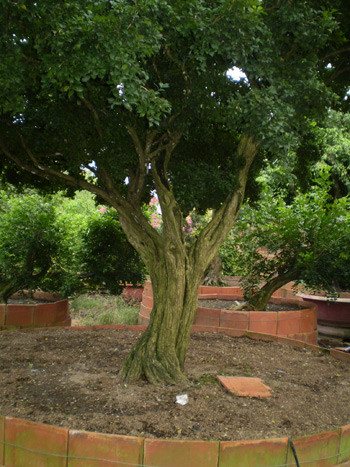 Cây nguyệt quế có giá 1 tỷ đồng. Cây nguyệt quế có giá 1 tỷ đồng.