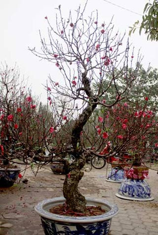 Các thế đào khác có giá "mềm" hơn song cũng lên đến tiền triệu. Cây đào này bán tại đường Hồ Tùng Mậu được chủ hàng phát giá 4 triệu đồng.