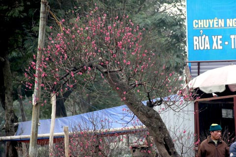 Cây đào thế đầu rồng này được nhiều khách trả 280 triệu đồng nhưng vẫn chưa mua được.