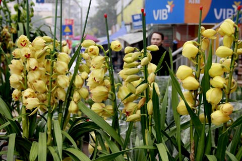 Địa lan vàng Đà Lạt, giá 500.000 đồng một cành. Mỗi chậu như thế này có khoảng 5-10 cành nên giá cũng lên tới vài triệu đồng. Bán tại các tuyến phố như Hồ Tùng Mậu, Bưởi, Hoàng Quốc Việt, Hoàng Hoa Thám và chợ Quảng Bá..., loại hoa này rất hút khách vào dịp cận Tết nguyên đán.