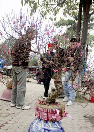 Đào thế huyền rẻ hơn, song cũng dao động từ 1,2-2 triệu đồng một cây.