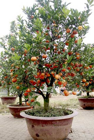Cam canh trồng trong chậu giá 5 triệu đồng. So với mức năm ngoái khoảng 3-4 triệu đồng, mức này đắt hơn khoảng 30%.