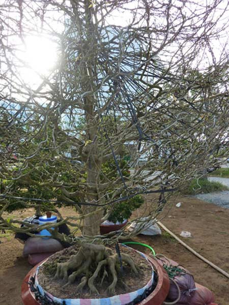 Chậu mai có giá bán 500 triệu đồng Chậu mai có giá bán 500 triệu đồng